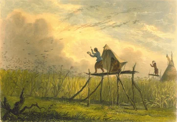 Bevogtning af kornmarkerne, 1853